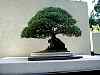 bonsai31.jpg